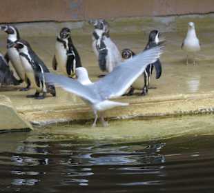 Pinguine bei der Fütterung, Möwe will auch