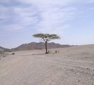 hi, wir haben ihn gefunden