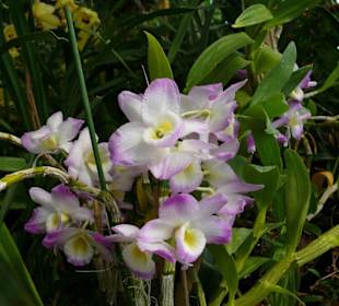 Dendrobium II