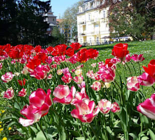 Blumenmeer vor der Villa Albrecht