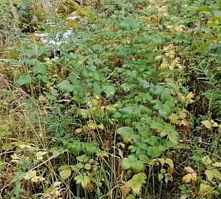 Schaugarten Eninger Weide