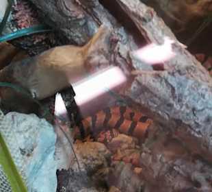 Happ Reptilien Zoo