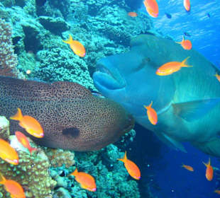 Muräne vs. Napoleon