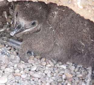 Magellan-Pinguin-Baby