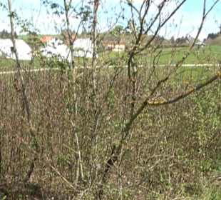 Strauchlehrpfad