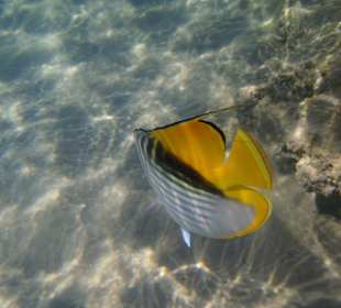 Hausriff-Hotel BEACH Albatros Resort