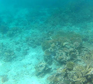 Zauberhafte Unterwasserwelt