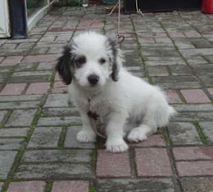 "Maikel", der neue Star von Maikel´s Bar