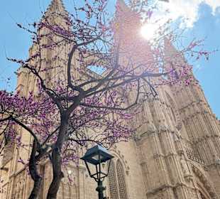 Kathedrale Palma 