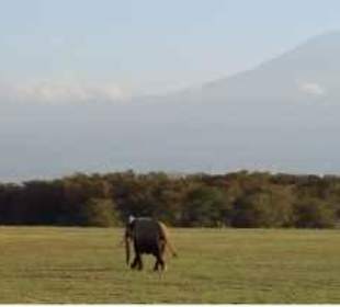 Das klassische Amboseli-Foto