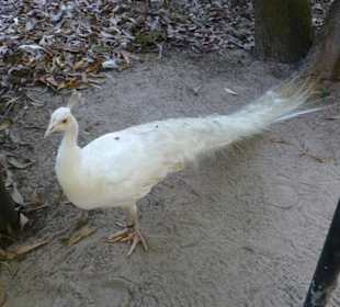 Weißer Pfau - noch nie vorher gesehen