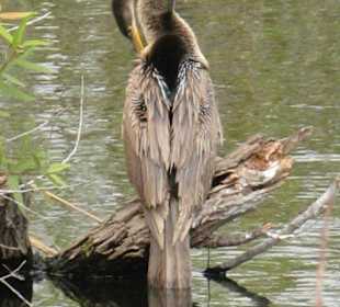 Everglades National Park: Anhinga Trail