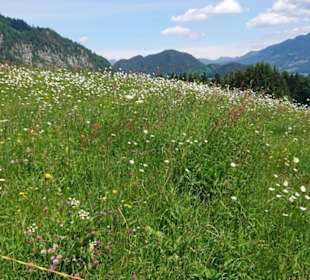Blühende Wiesen 