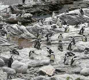 Pinguine, Pinguine, Pinguine...