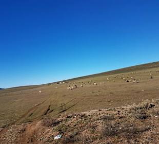 Schafherde neben der Autobahn Marokko