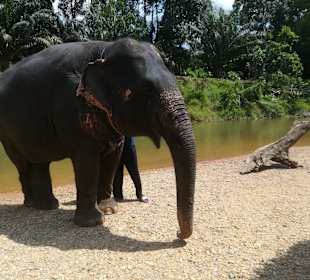 Khao Sok Nationalpark