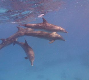 Delfine...