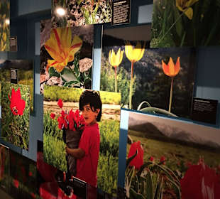 Tulip Museum
