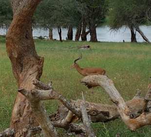Erlebnisse und Wege der Safari