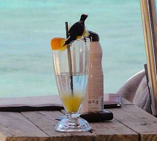 Zuckervogel auf der Suche nach Süßem