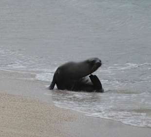 Viele Seelöwen teilweise mit Jungtieren