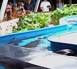 Curacao Sea-Aquarium