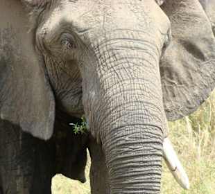 Mein Lieblingstier, der Elefant!