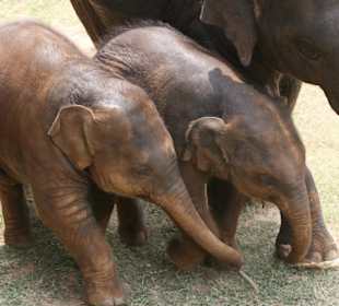 Die beiden 2009 geborenen Elefanten
