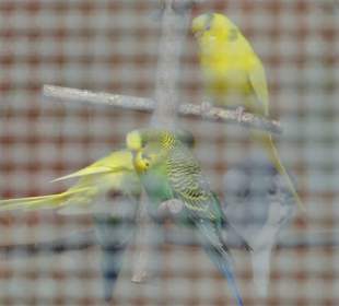 Vogelvoliere Ipthausen