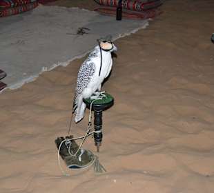 Falke im Beduinencamp