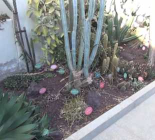 Real Jardín Botánico de Madrid