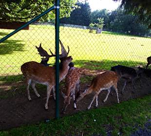 Der neue Wildpark in Bad Marienberg