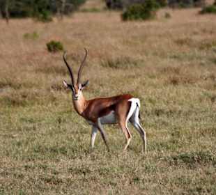 Grants Gazelle