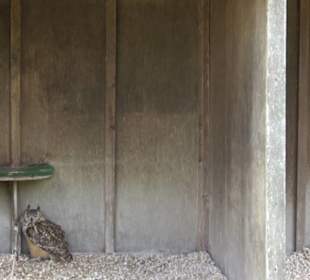 Malta Falconry Centre