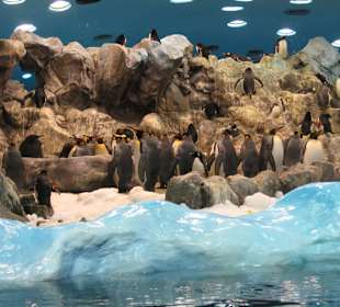 Павильон с пингвинами