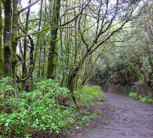 Wanderung nach El Cedro