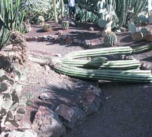 Jardin Botanico de Cactus im Oasispark