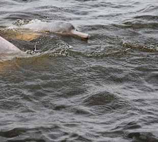 Amazonasdelphin