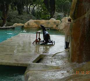 Robbenshow beim Füttern