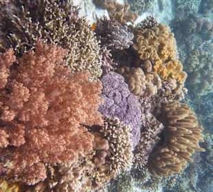 Korallengarten am Hausriff