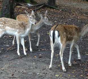 Rundgang durch den Wildpark Schwarze Berge