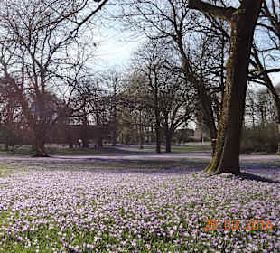 Krokusblüten überall