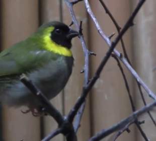 Kleinsäuger + Vogelhaus