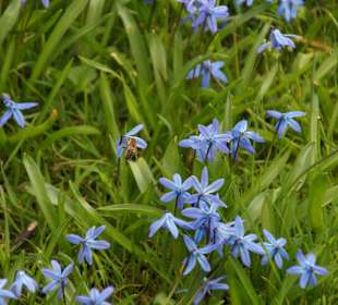 "Blaue Wiese" im Nordpark