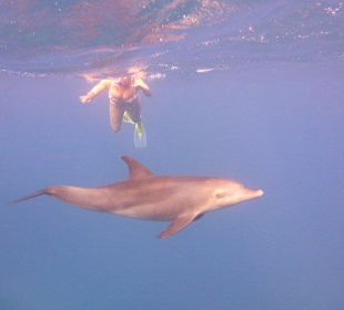Schwimmen mit Delfinen