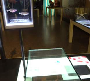 Museum für Naturkunde