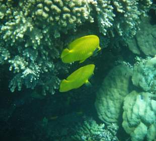 Chaetodon semilarvatus 