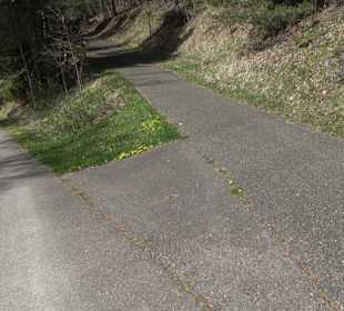 Baumlehrpfad Sontheim