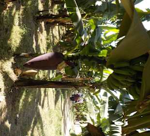 Bananen