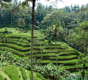 Tegallalang Rice Terrace